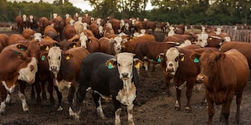 Unión Europea reconoce a la Patagonia Norte como una región libre de aftosa