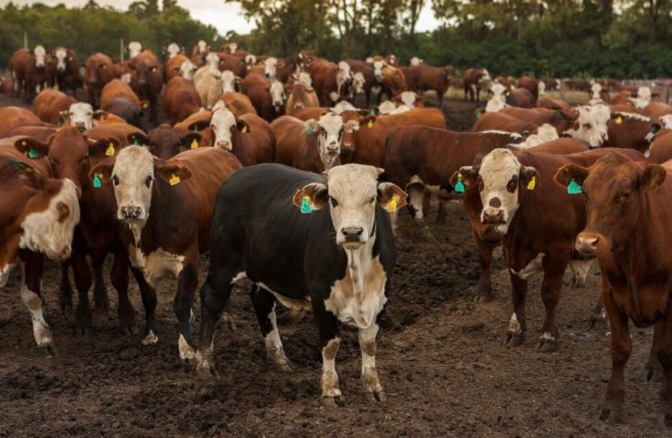 Unión Europea reconoce a la Patagonia Norte como una región libre de aftosa