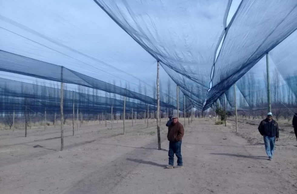 Protegen con malla antigranizo la producción de hortalizas en San Rafael