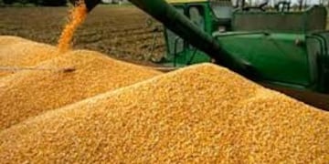 Estiman un aumento en la producción de maíz\u002E Así lo quieren extender a Misiones\u002E (CIMECO)