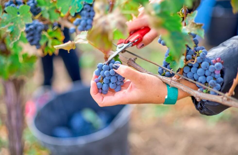 ¡Disfrutemos mientras podamos!