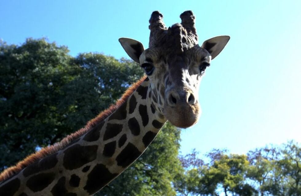 Se trasladaron más de 800 animales del Ecoparque porteño a otros predios del país y del exterior