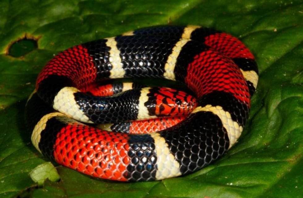 Ah, bueno: salió al patio y encontró una serpiente coral comiéndose a una yarará