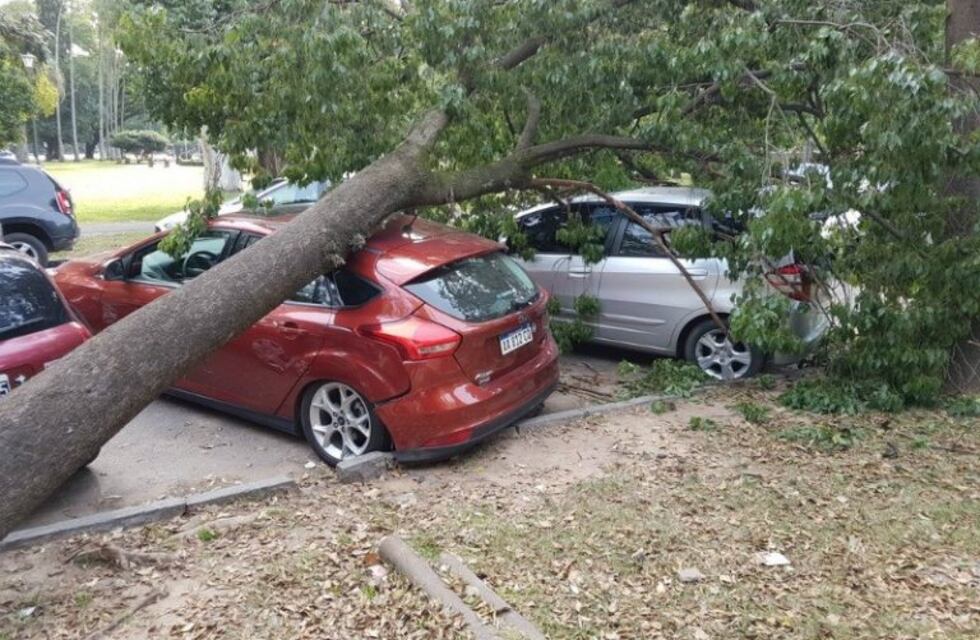 Un árbol aplastó un auto en el Parque Independencia