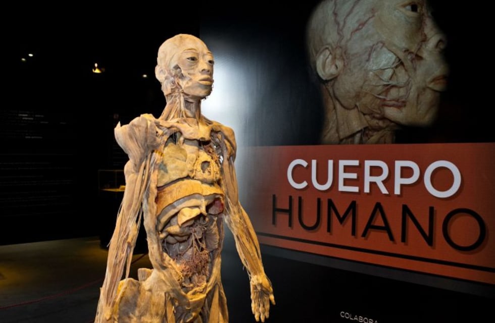 Cuestionan la muestra "Cuerpo Humano" que promociona la Provincia