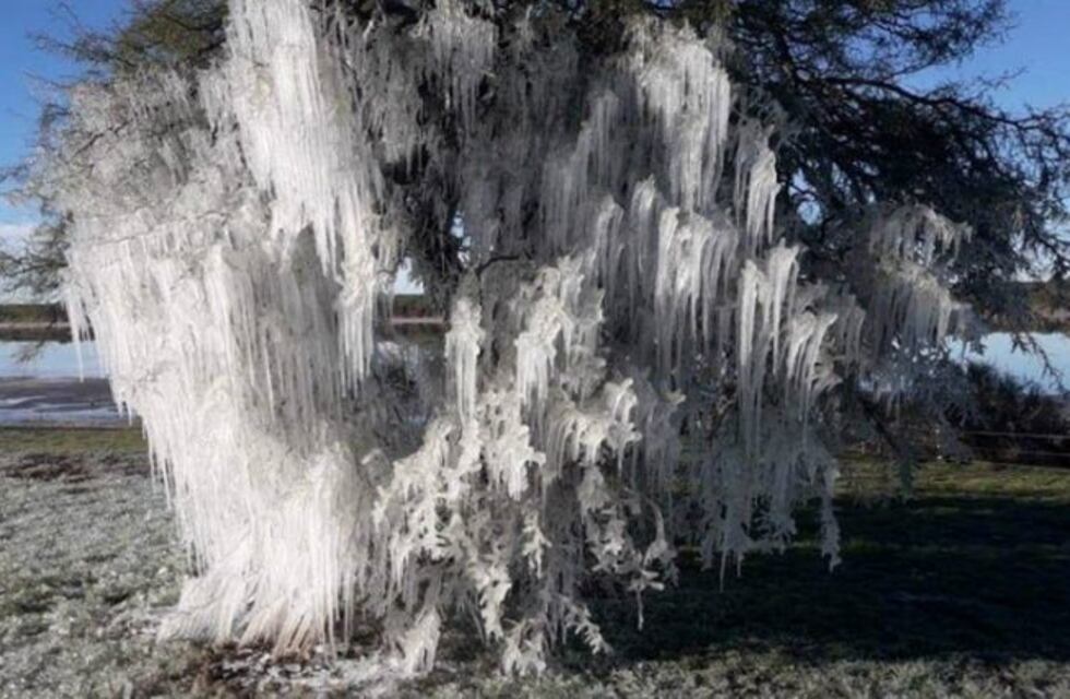 El intenso frío en La Pampa congeló un caldén y hasta el Río Colorado