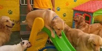 Una perra de La Plata conquistó internet por su habilidad para tirarse sola del tobogán