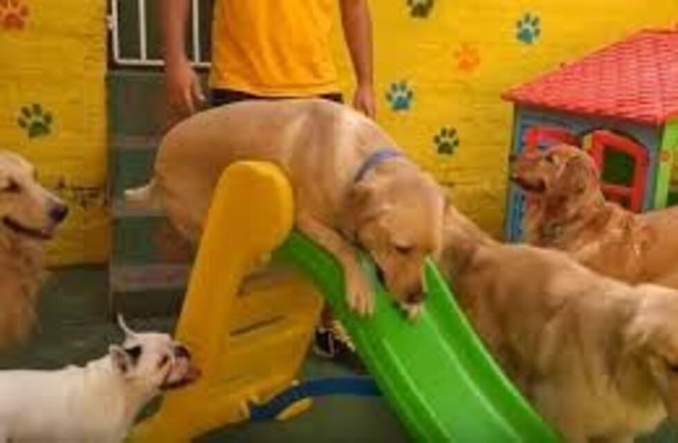 Una perra de La Plata conquistó internet por su habilidad para tirarse sola del tobogán