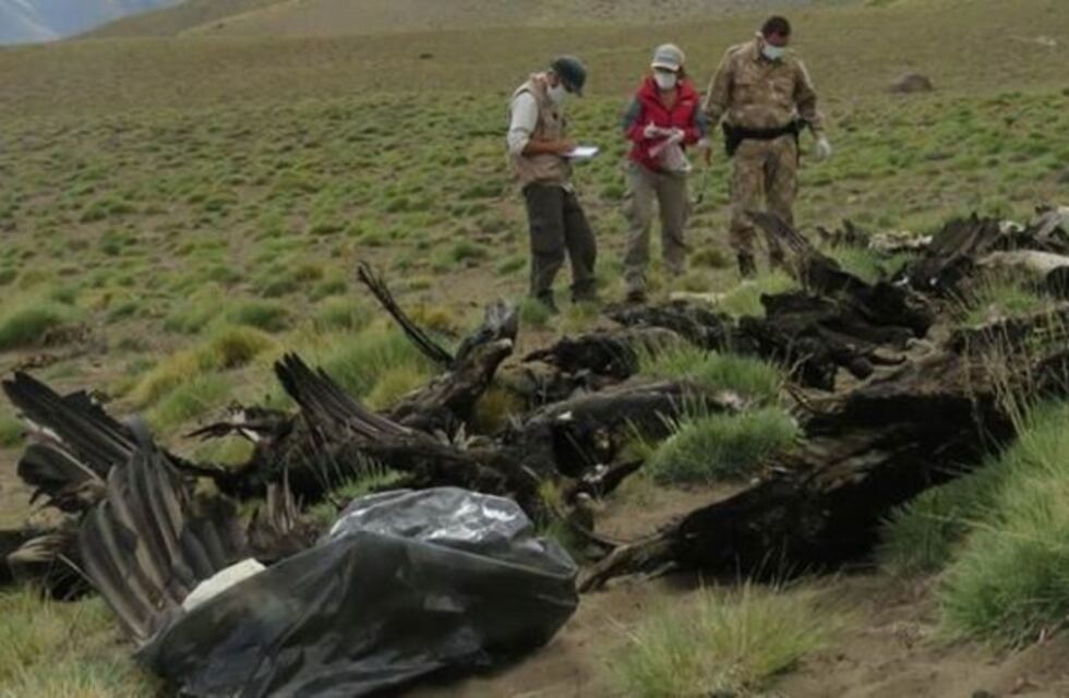 Detienen a hombre de 62 años por la muerte de los cóndores