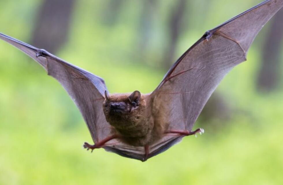 Agudizan la vacunación tras la aparición de casos de rabia en Facundo Quiroga