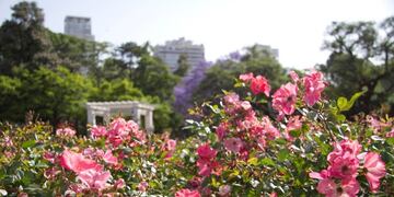 El Rosedal será podado y el municipio realiza tareas de mantenimiento\u002E (Archivo)