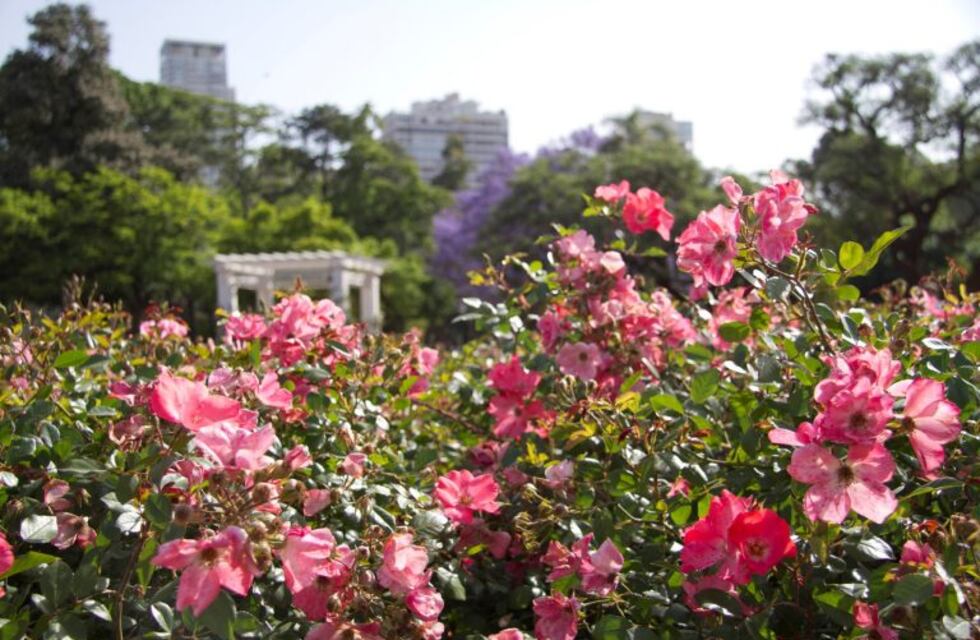 Regalarán a los vecinos de la Ciudad gajos de rosas para que planten en sus casas