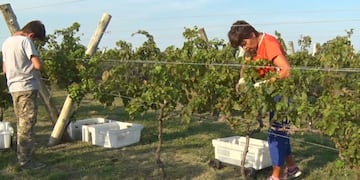 Entre Ríos, Entre viñas.