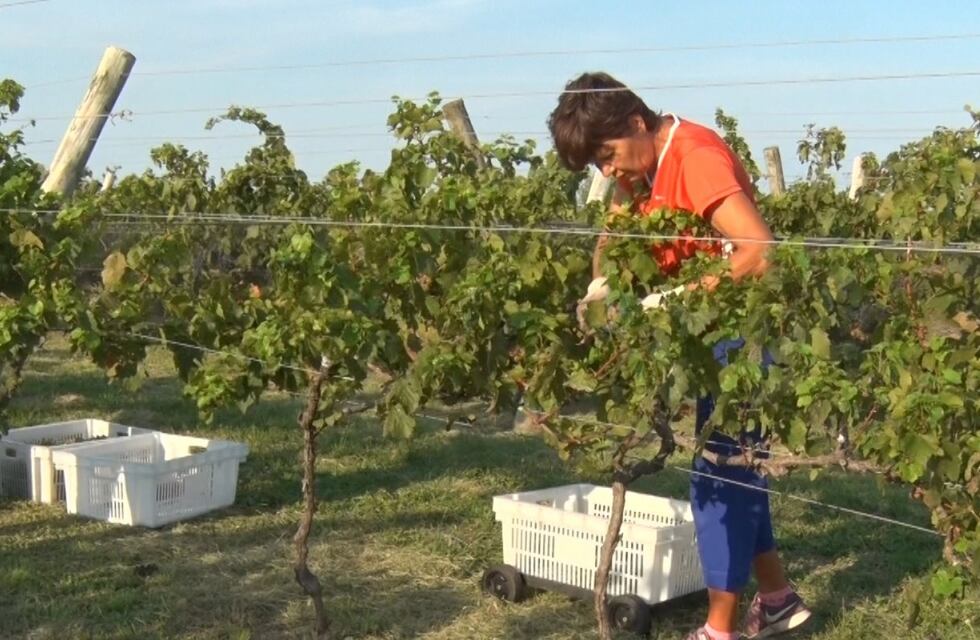 “Entre Ríos Entre Viñas” se realizará el 24 y el 25 de noviembre en Paraná