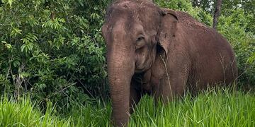 La elefanta Guillermina eligiendo su alimento en el Santuario de Elefantes de Brasil.