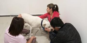 El dogo sordo que no ladra encontró al fin una familia que lo amará\u002E Fotografía: Facebook Guadería Canina de La Isla Jordán de Cipolletti\u002E