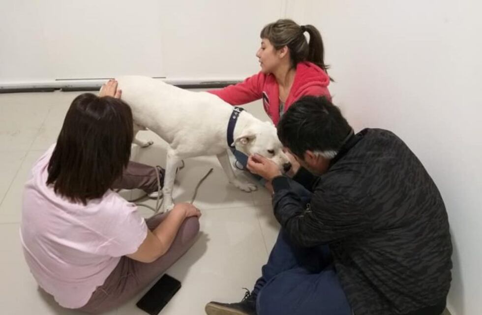 El dogo que nadie quería porque no podía escuchar ni ladrar al fin encontró familia