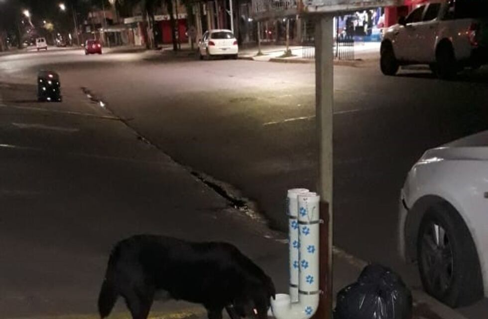 Colocó frente a su negocio un alimentador para perros callejeros