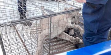 El puma suelto fue atrapado en Chaján\u002E