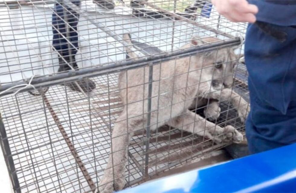 Chaján: atraparon a un puma que se refugió en una escuela