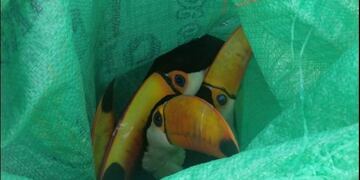 Indignante: intentaban vender tucanes, patos y loros y los detuvieron  ( Foto Miguel Ángel Roca)