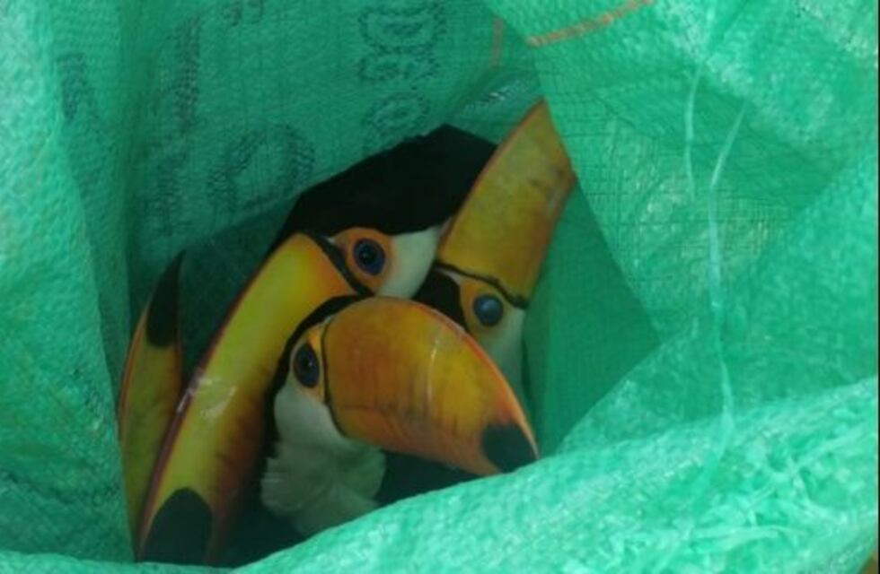 Indignante: intentaban vender tucanes, patos y loros y los detuvieron