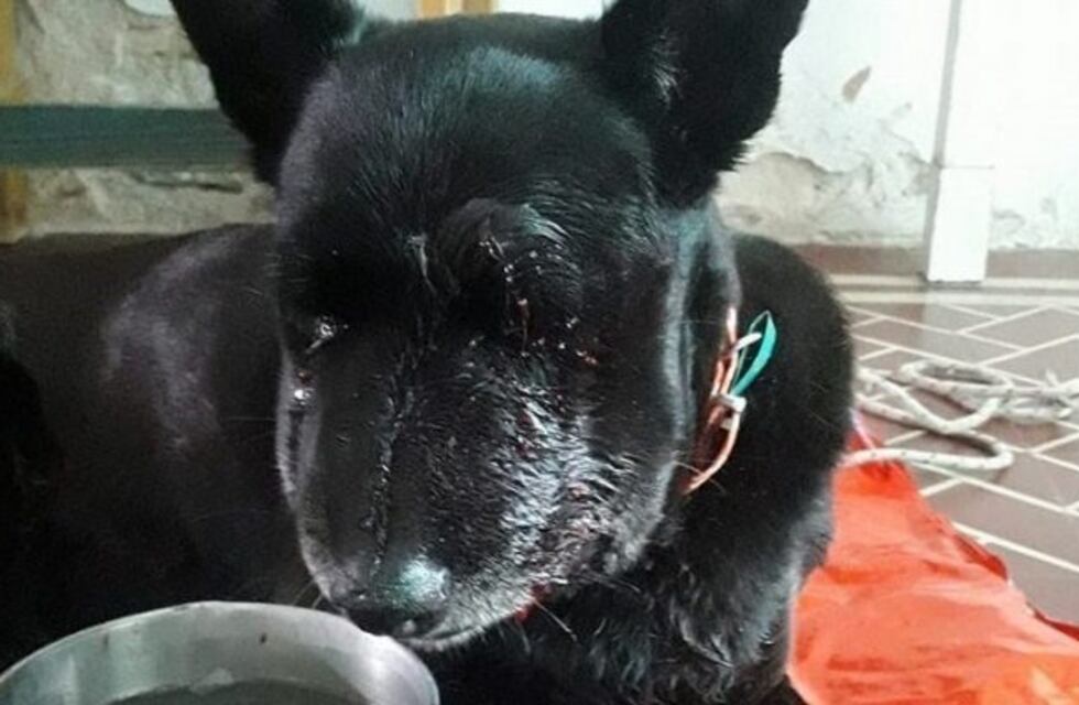 Perrita heroína murió al salvar a pacientes psiquiátricos de una yarará