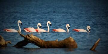 Flamencos en Miramar de Ansenuza