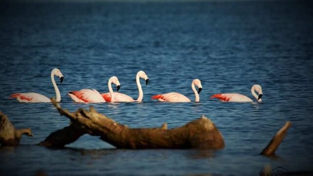 Flamencos en Miramar de Ansenuza