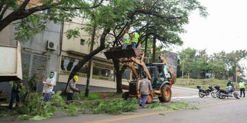 Poda de árboles en las zonas sur y norte de la ciudad de Posadas donde se juntaron unos 10\u002E000 kilos de ramas, hojas y troncos\u002E