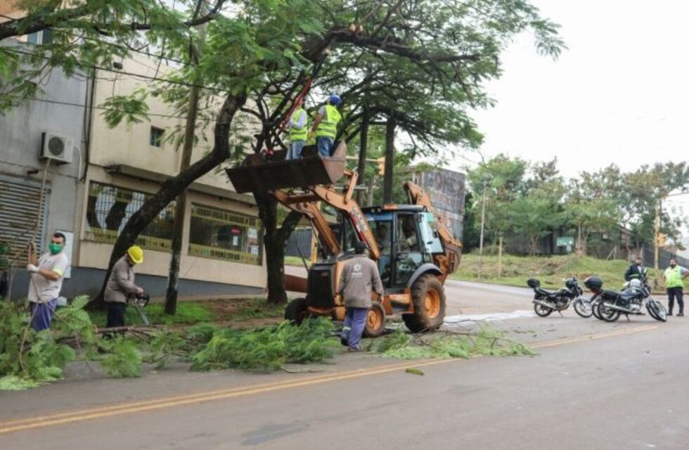 Cortaron 5.000 toneladas  de ramas, hojas y troncos al comienzo de la poda en Posadas