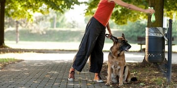 Solo uno de cada tres dueños de perros lleva bolsa para recoger las \