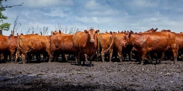 Rabia Paresiante en Ituzaingó