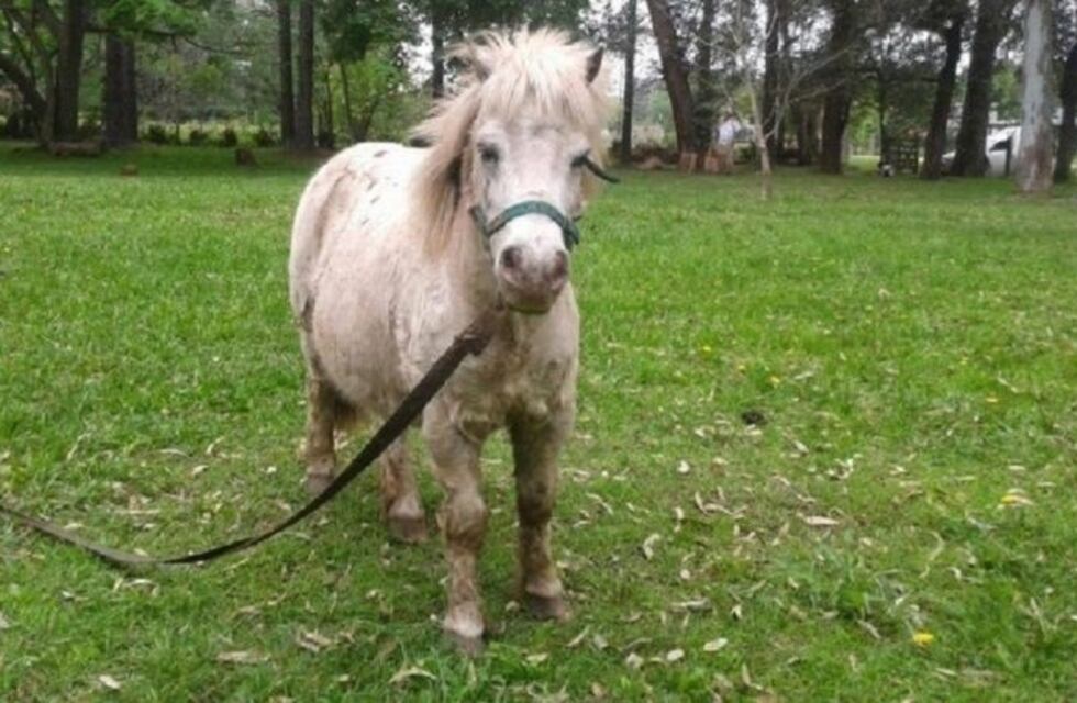 Zoofilia en Berazategui: un empleado municipal fue escrachado abusando de un pony