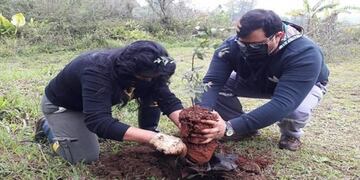 El personal municipal trabaja para controlar las especies ya plantadas\u002E