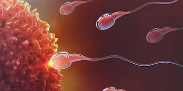 Espermatozoides\u002E