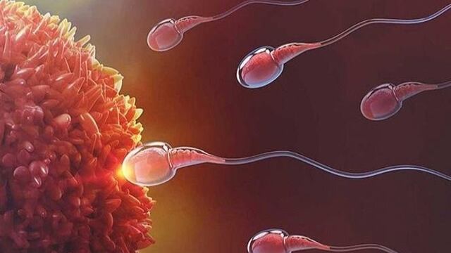 Espermatozoides\u002E