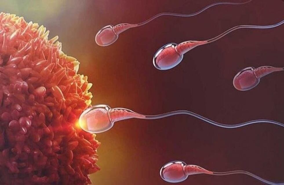 Revolucionario descubrimiento: UNCuyo y Conicet revelan hallazgo exclusivo para una fecundación exitosa