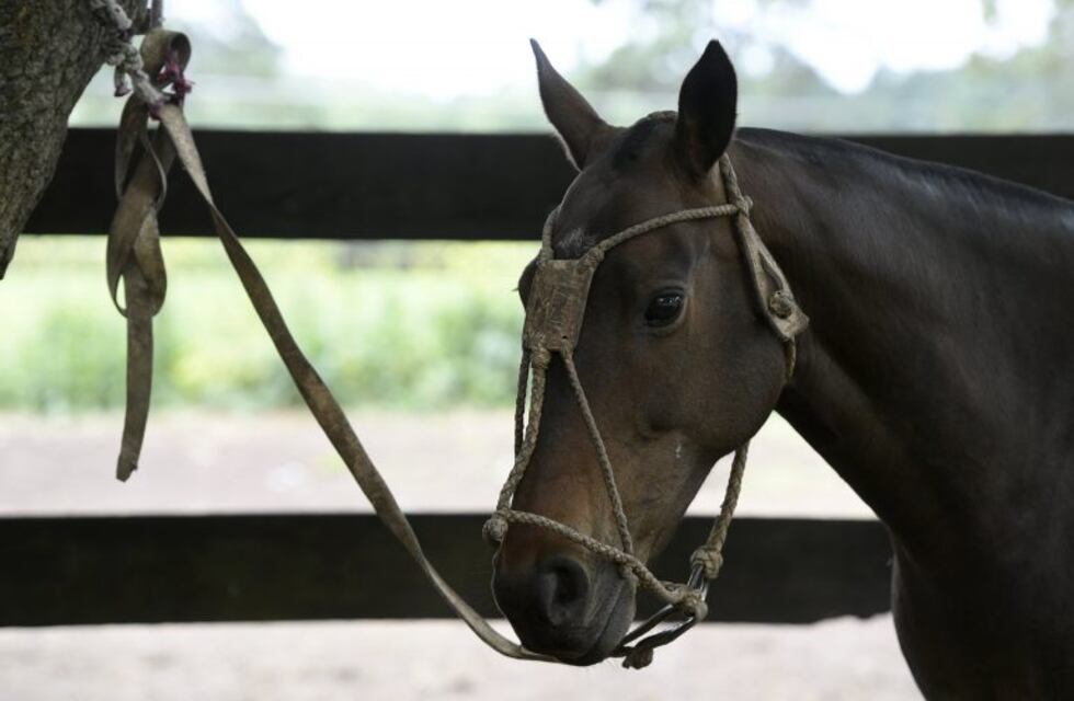 Traslasierra: murió al caer del caballo