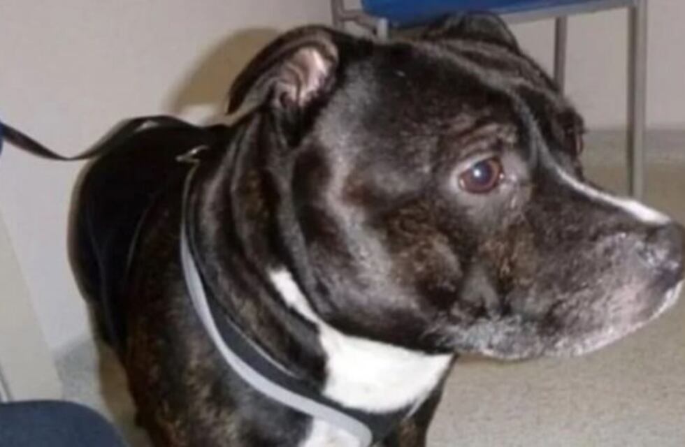 Abandonó a su perro porque no tenía casa ni comida para darle: "Te amo y lo siento mucho"