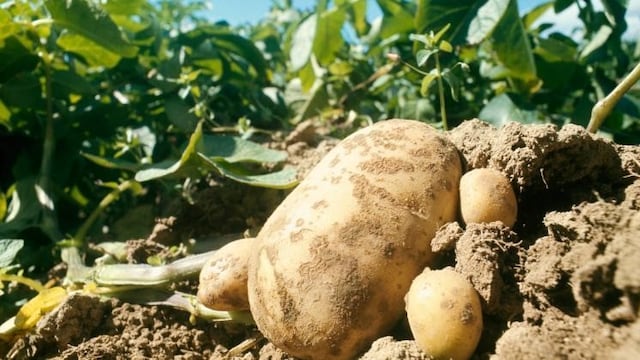 Papa, uno de los sectores excluidos de retenciones.