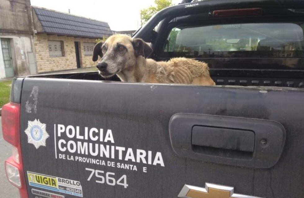 Rescatan a un perrito al que el dueño maltrataba y no alimentaba