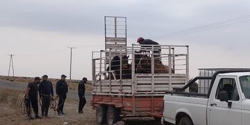 Secuestran 100 vacunos en San Luis