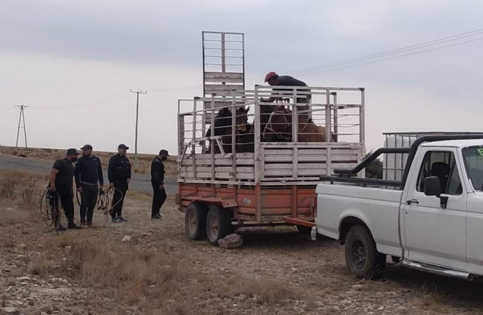 La policía secuestró mas de 100 vacas y detienen a una mujer