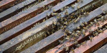 Productores apícolas de Córdoba\u002E