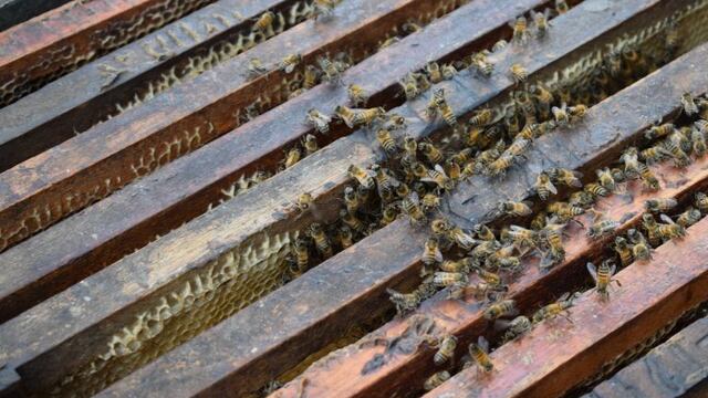 Productores apícolas de Córdoba\u002E