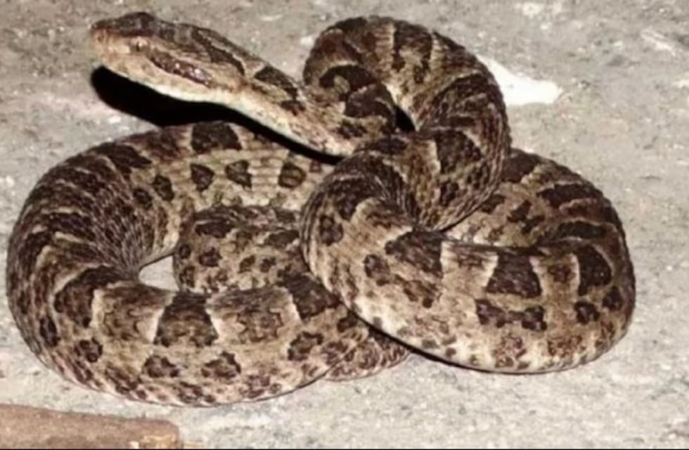 Susto y sorpresa: una yarará de un metro atacó a un hombre