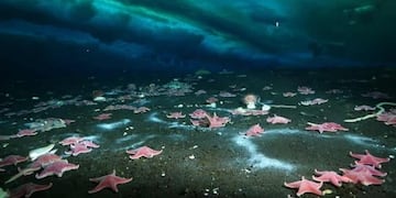 Imagen facilitada por los autores de la investigación (Andrew R\u002E Thurber)\u002E