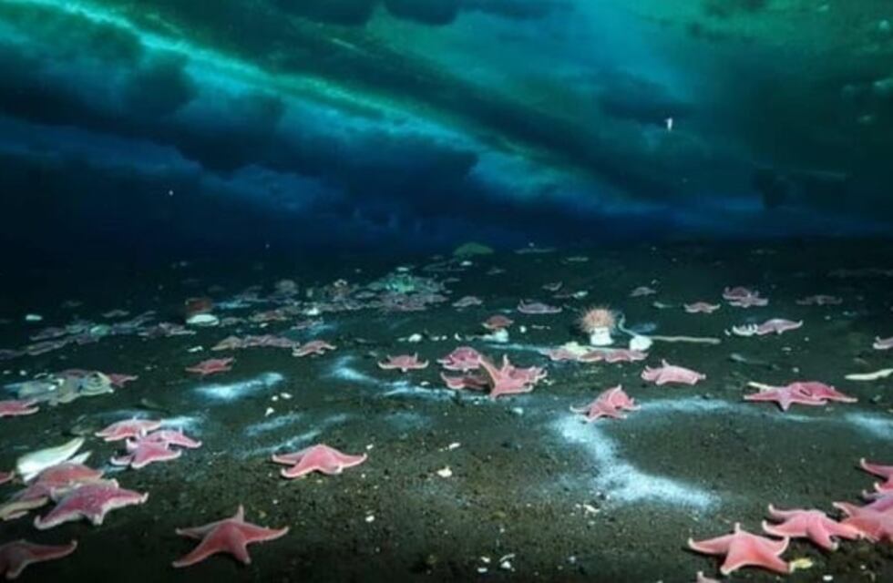 Descubren la primera filtración activa de gas metano en la Antártida