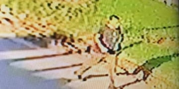 Un video registró en Punta Mogotes al acusado de la desaparición de Claudia Repetto (Imagen: Captura de video)